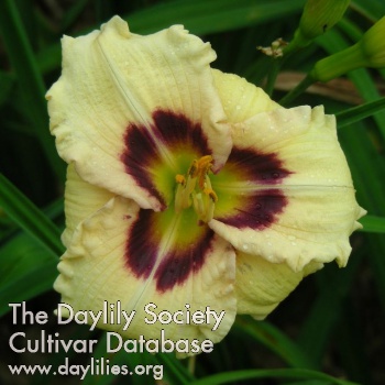 Daylily Siloam Ury Winniford